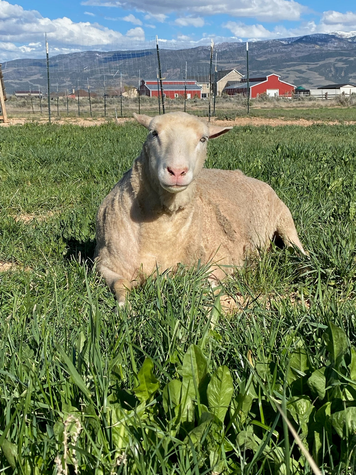 Valkia the Finnsheep laying in the grass with mountains and sunny sky behind her