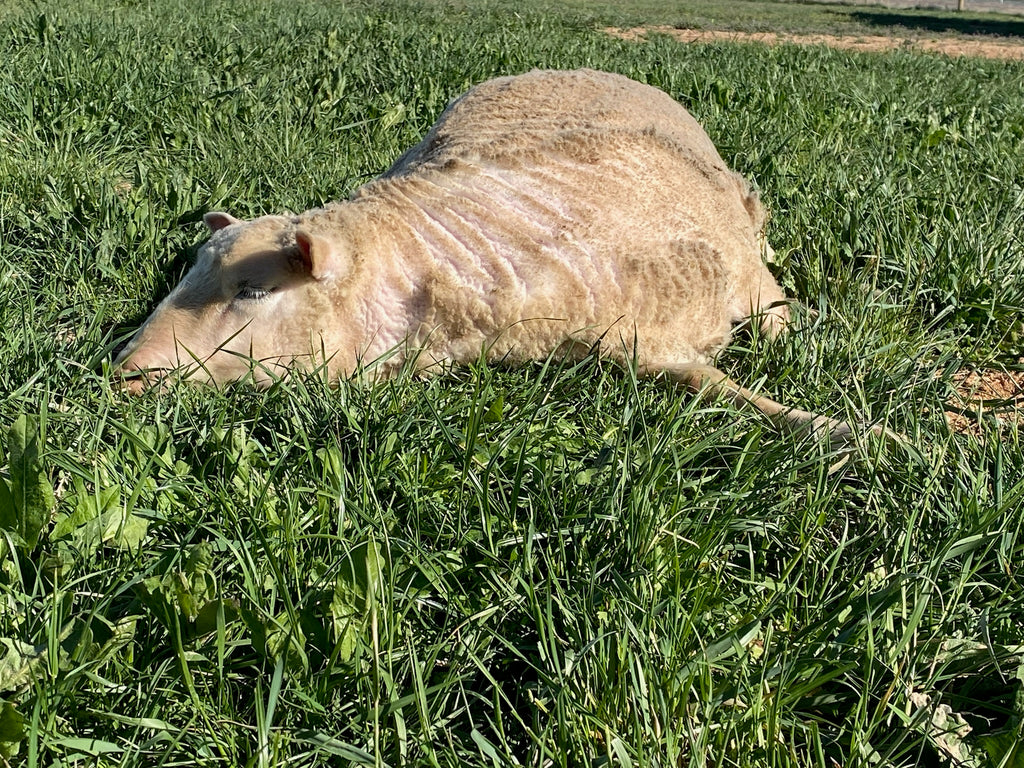 Valkia the white Finnsheep sleeping in the grass