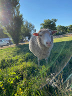 Valkia the Finnsheep in the green pasture with a tree and rays of sun