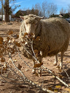 Valkia the white Finnsheep eating dried leaves off a branch