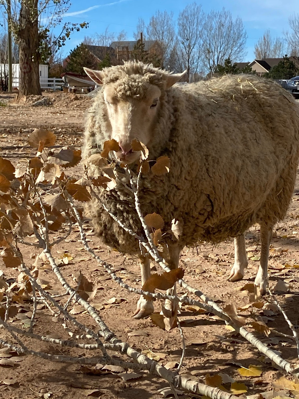 Valkia the white Finnsheep eating dried leaves off a branch