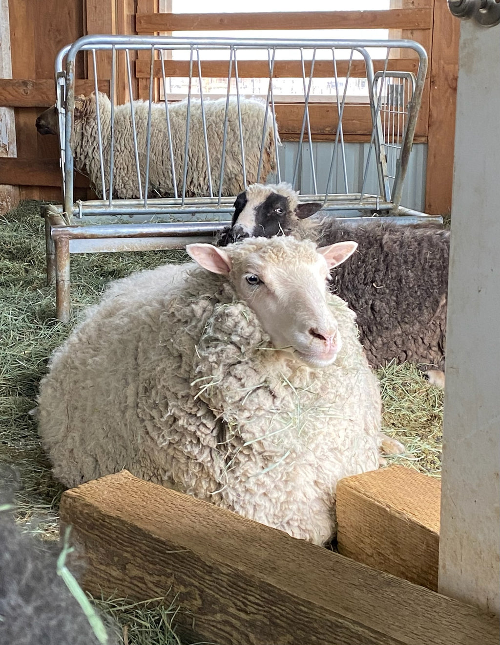 Valkia the very fluffy white Finnsheep laying down. 