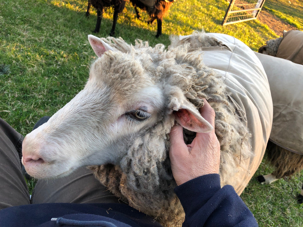 Valkia the white Finnsheep being petted behind the ears