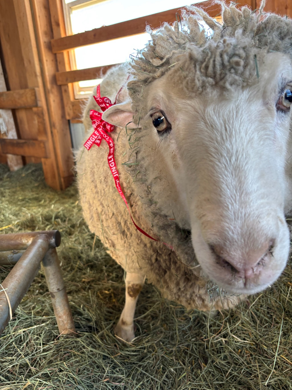 Valkia the white Finnsheep with big cute eyes and a Christmas ribbon