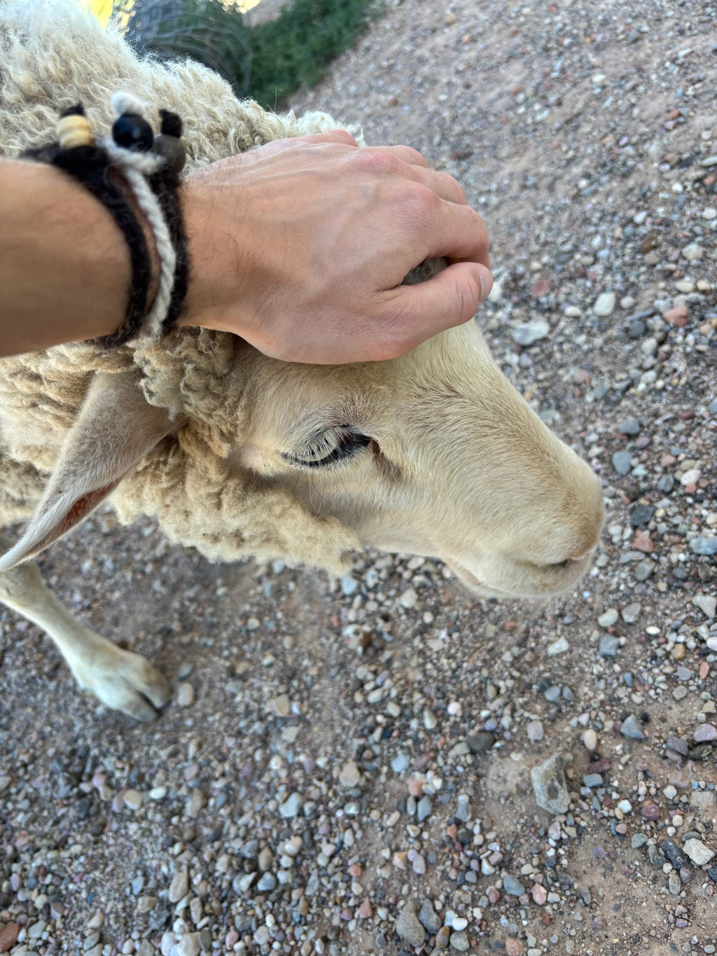 Valkia the white Finnsheep being petted by somewhere wearing Sheepy Life bracelets