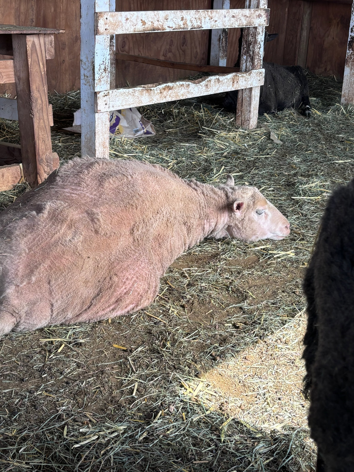 Valkia the big white sheep laying down and resting in the barn